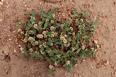 APII jpeg image of Alternanthera sp. A Flora of New South Wales (M.Gray 5187)  © contact APII