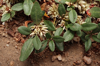 APII jpeg image of Alternanthera sp. A Flora of New South Wales (M.Gray 5187)  © contact APII