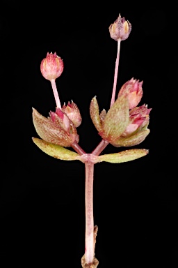 APII jpeg image of Crassula decumbens  © contact APII