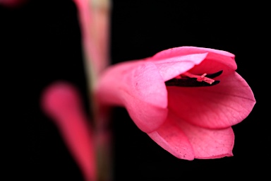 APII jpeg image of Watsonia aletroides  © contact APII