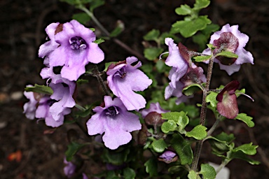 APII jpeg image of Prostanthera incisa  © contact APII