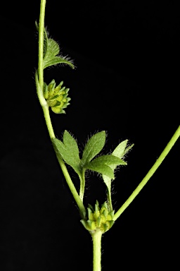 APII jpeg image of Ranunculus sessiliflorus var. sessiliflorus  © contact APII