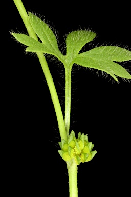 APII jpeg image of Ranunculus Sessiliflorus var. sessiliflorus  © contact APII