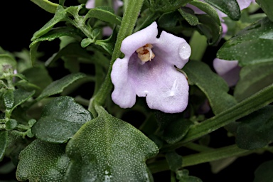 APII jpeg image of Prostanthera lanceolata  © contact APII