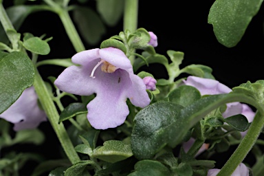 APII jpeg image of Prostanthera lanceolata  © contact APII