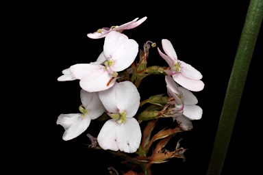 APII jpeg image of Stylidium scariosum  © contact APII