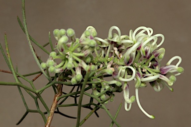 APII jpeg image of Hakea pulvinifera  © contact APII