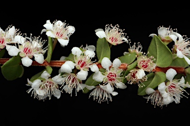 APII jpeg image of Hypocalymma cordifolium  © contact APII