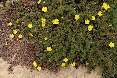 APII jpeg image of Hibbertia diffusa  © contact APII