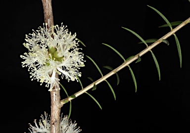 APII jpeg image of Melaleuca oxyphylla  © contact APII