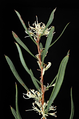 APII jpeg image of Hakea candolleana  © contact APII