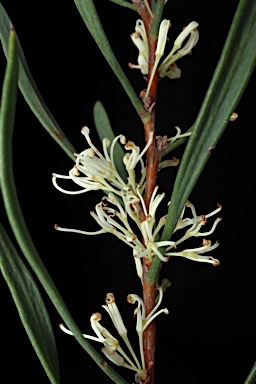 APII jpeg image of Hakea candolleana  © contact APII