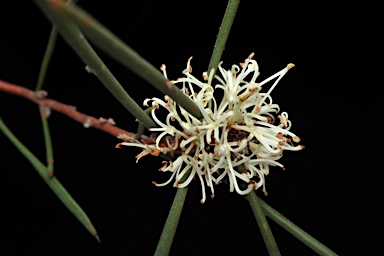 APII jpeg image of Hakea candolleana  © contact APII