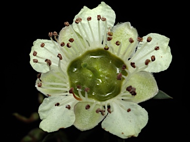 APII jpeg image of Leptospermum macrocarpum  © contact APII