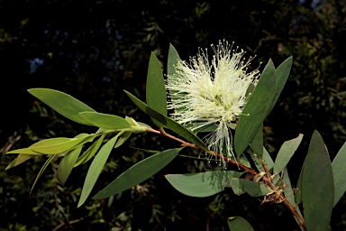 APII jpeg image of Melaleuca groveana  © contact APII