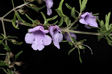 APII jpeg image of Prostanthera staurophylla 'Ragged Robin'  © contact APII