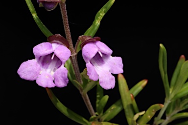 APII jpeg image of Prostanthera linearis  © contact APII