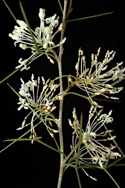 APII jpeg image of Grevillea paniculata  © contact APII