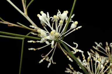 APII jpeg image of Grevillea paniculata  © contact APII