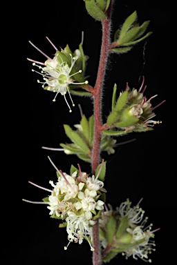 APII jpeg image of Kunzea rupestris  © contact APII