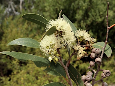 APII jpeg image of Eucalyptus eugenioides  © contact APII