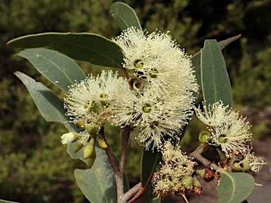 APII jpeg image of Eucalyptus eugenioides  © contact APII