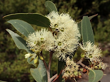 APII jpeg image of Eucalyptus eugenioides  © contact APII