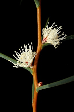 APII jpeg image of Hakea mitchellii  © contact APII