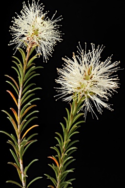 APII jpeg image of Melaleuca cardiophylla  © contact APII