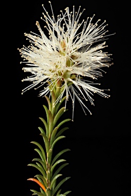 APII jpeg image of Melaleuca cardiophylla  © contact APII