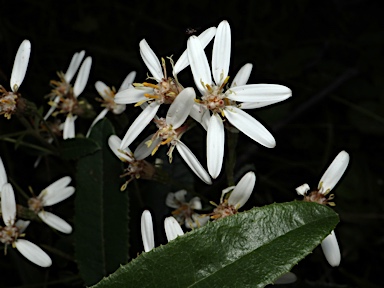 APII jpeg image of Olearia oppositifolia  © contact APII