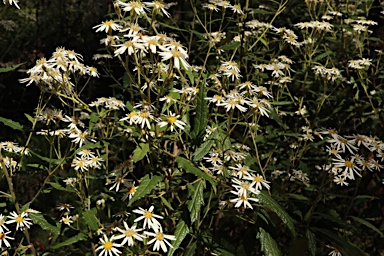 APII jpeg image of Olearia gravis  © contact APII