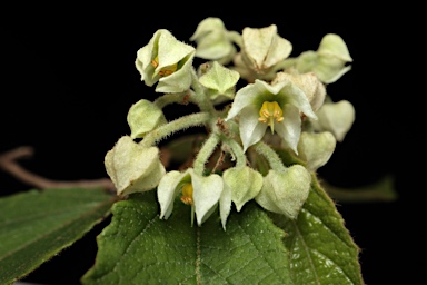 APII jpeg image of Seringia arborescens  © contact APII