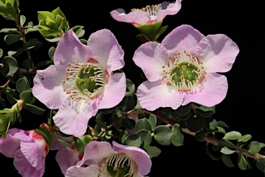 APII jpeg image of Leptospermum rotundifolium 'Lavender Queen'  © contact APII