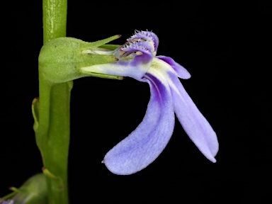 APII jpeg image of Lobelia browniana  © contact APII