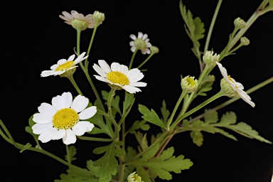 APII jpeg image of Tanacetum parthenium  © contact APII