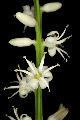 APII jpeg image of Cordyline obtecta  © contact APII