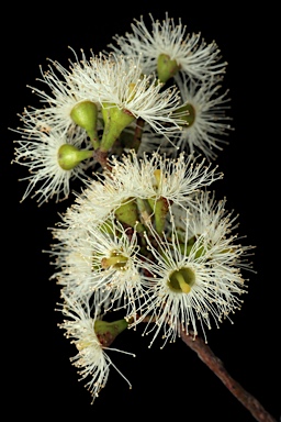 APII jpeg image of Eucalyptus viridis subsp. viridis  © contact APII