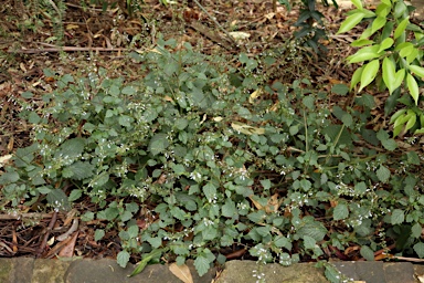 APII jpeg image of Plectranthus nitidus  © contact APII