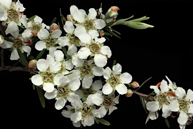 APII jpeg image of Leptospermum trinervium  © contact APII