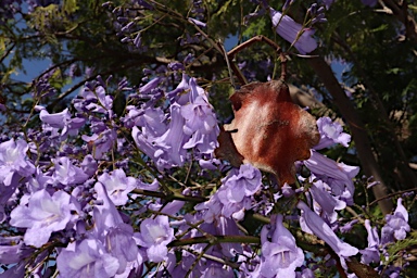 APII jpeg image of Jacaranda mimosifolia  © contact APII