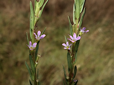 APII jpeg image of Lythrum hyssopifolia  © contact APII