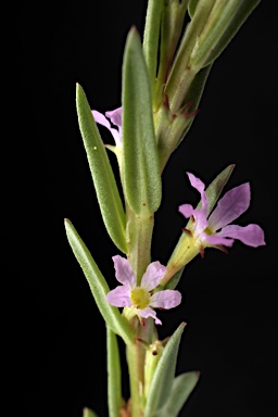 APII jpeg image of Lythrum hyssopifolia  © contact APII