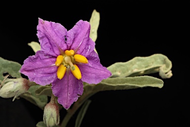 APII jpeg image of Solanum esuriale  © contact APII