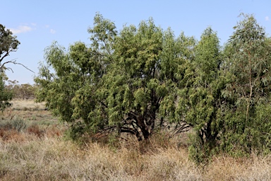 APII jpeg image of Eremophila bignoniiflora  © contact APII