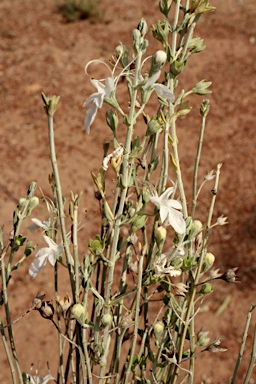 APII jpeg image of Teucrium racemosum  © contact APII