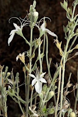 APII jpeg image of Teucrium racemosum  © contact APII