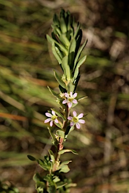 APII jpeg image of Lythrum hyssopifolia  © contact APII