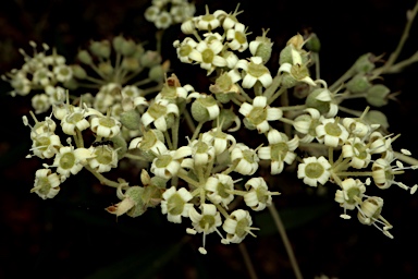 APII jpeg image of Astrotricha longifolia  © contact APII