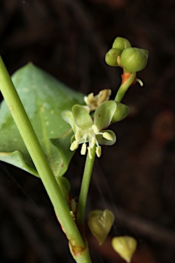 APII jpeg image of Muehlenbeckia rhyticarya  © contact APII